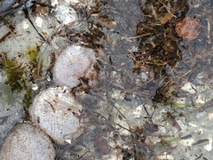 Sclerodactyla briareus