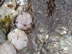Sclerodactyla briareus