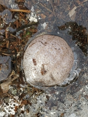 Sclerodactyla briareus