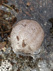 Sclerodactyla briareus