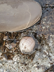 Sclerodactyla briareus