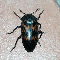 Megischyrus