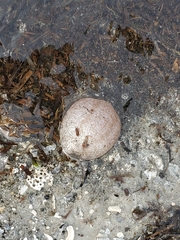 Sclerodactyla briareus