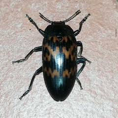Megischyrus