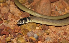 Delma tincta