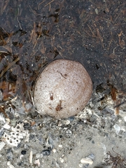 Sclerodactyla briareus
