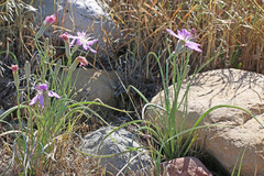 Lygodesmia grandiflora