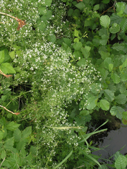 Galium rivale
