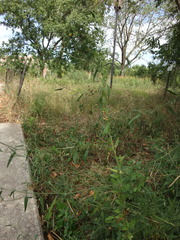 Chenopodium standleyanum