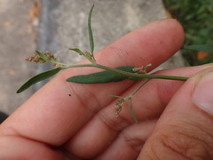 Chenopodium standleyanum
