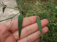 Chenopodium standleyanum