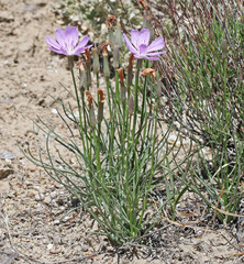 Lygodesmia grandiflora