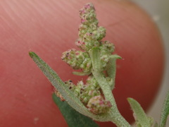 Chenopodium standleyanum