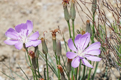 Lygodesmia grandiflora
