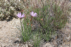 Lygodesmia grandiflora