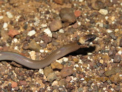 Paradelma orientalis