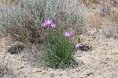 Lygodesmia grandiflora