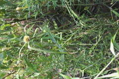 Cyperus echinatus