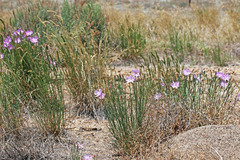 Lygodesmia grandiflora