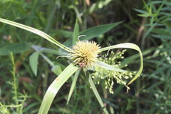 Cyperus echinatus