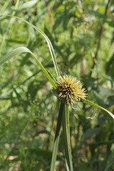 Cyperus echinatus
