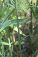 Cyperus echinatus