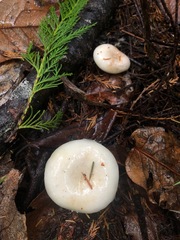 Lactarius pallescens