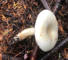 Lactarius pallescens