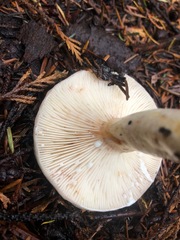 Lactarius pallescens