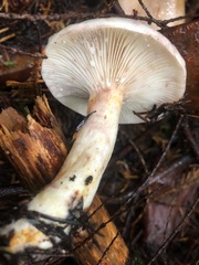 Lactarius pallescens