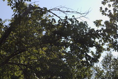 Acer rubrum drummondii