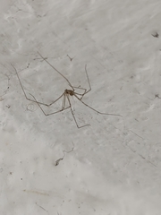 Pholcidae