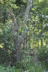 Acer rubrum drummondii