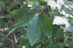 Acer rubrum drummondii