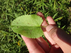 Packera pseudaurea
