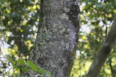 Acer rubrum drummondii
