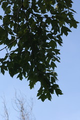 Acer rubrum drummondii