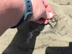 Diopatra cuprea