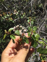 Ceanothus jepsonii