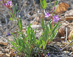Penstemon marcusii