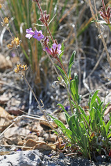 Penstemon marcusii