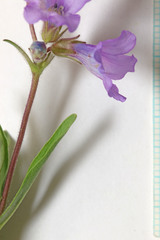 Penstemon marcusii