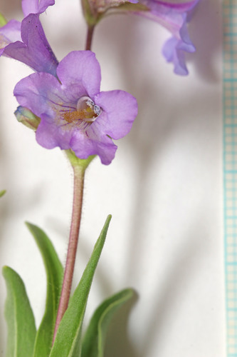 Marcus' Beardtongue (Penstemon marcusii)