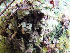 Asterella tenella
