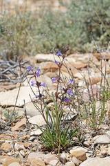 Penstemon marcusii