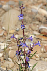 Penstemon marcusii