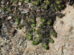 Frullania catalinae
