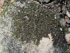 Frullania catalinae