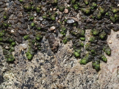 Frullania catalinae
