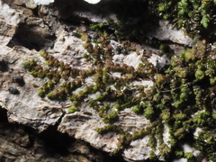 Frullania catalinae
